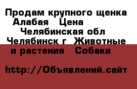 Продам крупного щенка Алабая › Цена ­ 8 000 - Челябинская обл., Челябинск г. Животные и растения » Собаки   